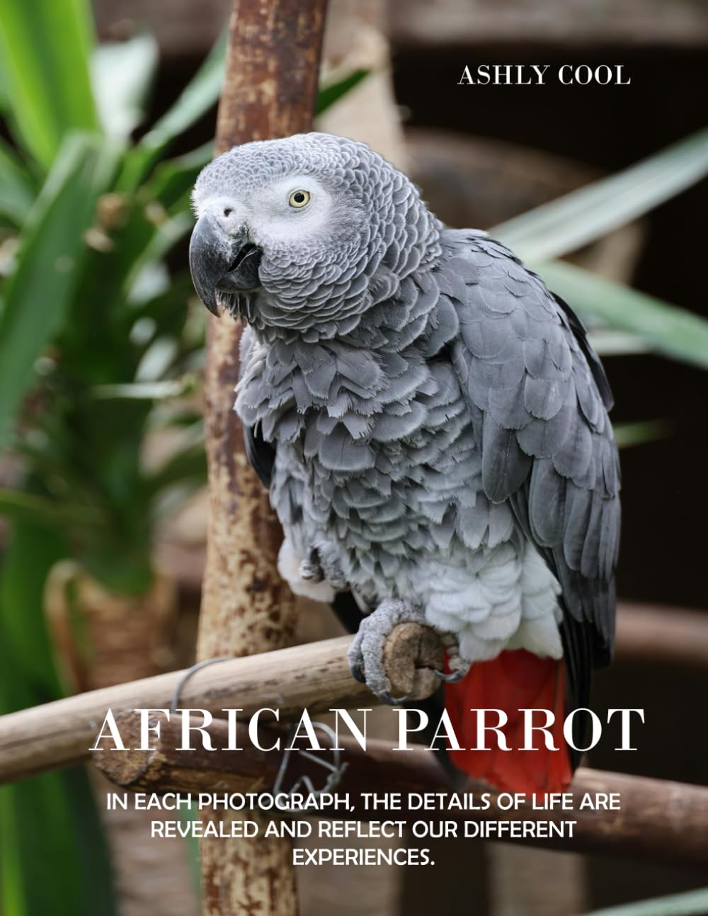 African parrot: Exploring African Parrots: A Visual Journey Through Nature’s Colorful and Intelligent Birds
