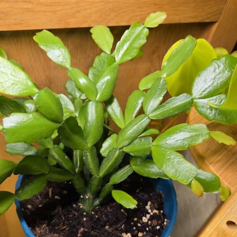 Miniatura 6 de Planta de cactus de Pascua naranja viva, plantas de interior que florecen en las fiestas, plantas de interior vivas, suculentas bien arraigadas de 5