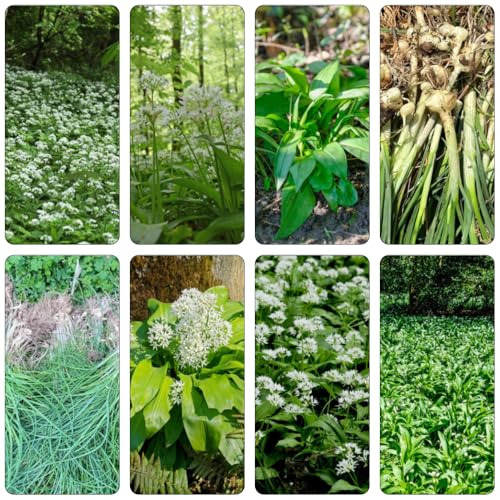 Aglio Orsino medicinali balcone parterre estate giardino semi cucina aglio selvaggio primavera selvaggio 130pcs