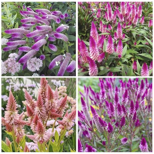 1100+ Perennial Mix Celosia Spicata Flamingo Feather Flower Seeds for Planting-Non-GMO Heirloom Plant Seeds Garden Outdoor