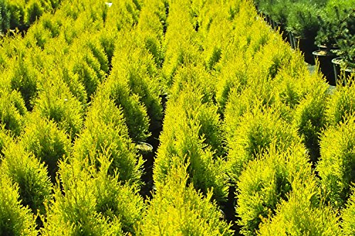 Thuja Garten Schlüter Golden Smaragd Occidentalis – Lebensbaum