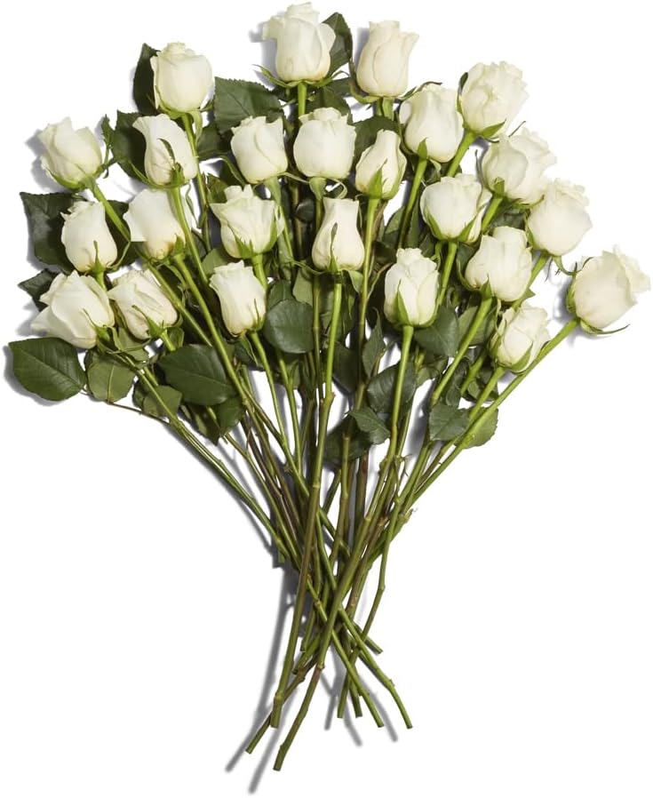 Floral Double Dozen White Roses