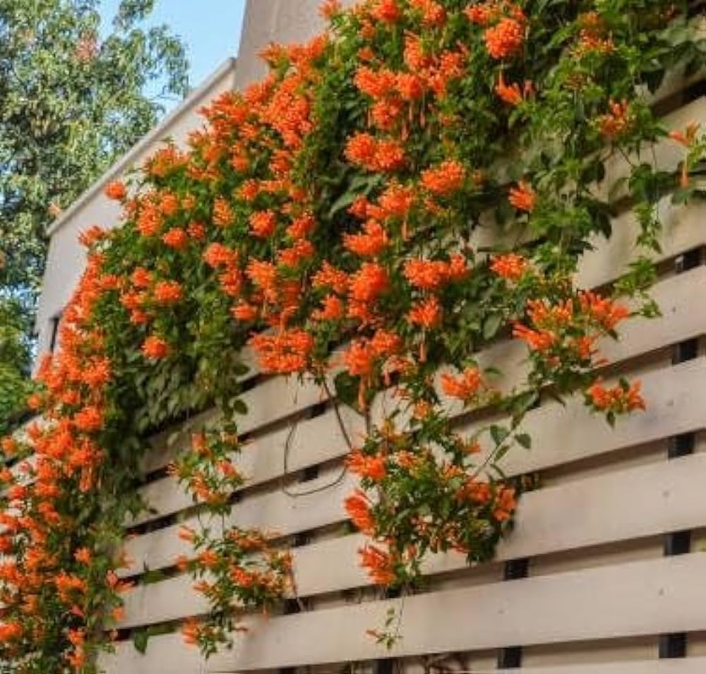 Flame Vine Orange Trumpet Vine - Creepers & Climbers Flower Plant Orange Bignonia Pyrostegia Venusta Bignonia Venusta Live Plant (Small size Plant 5 to 7 inchi) (B0D3218BKY) Amazon Price History, Amazon Price Tracker