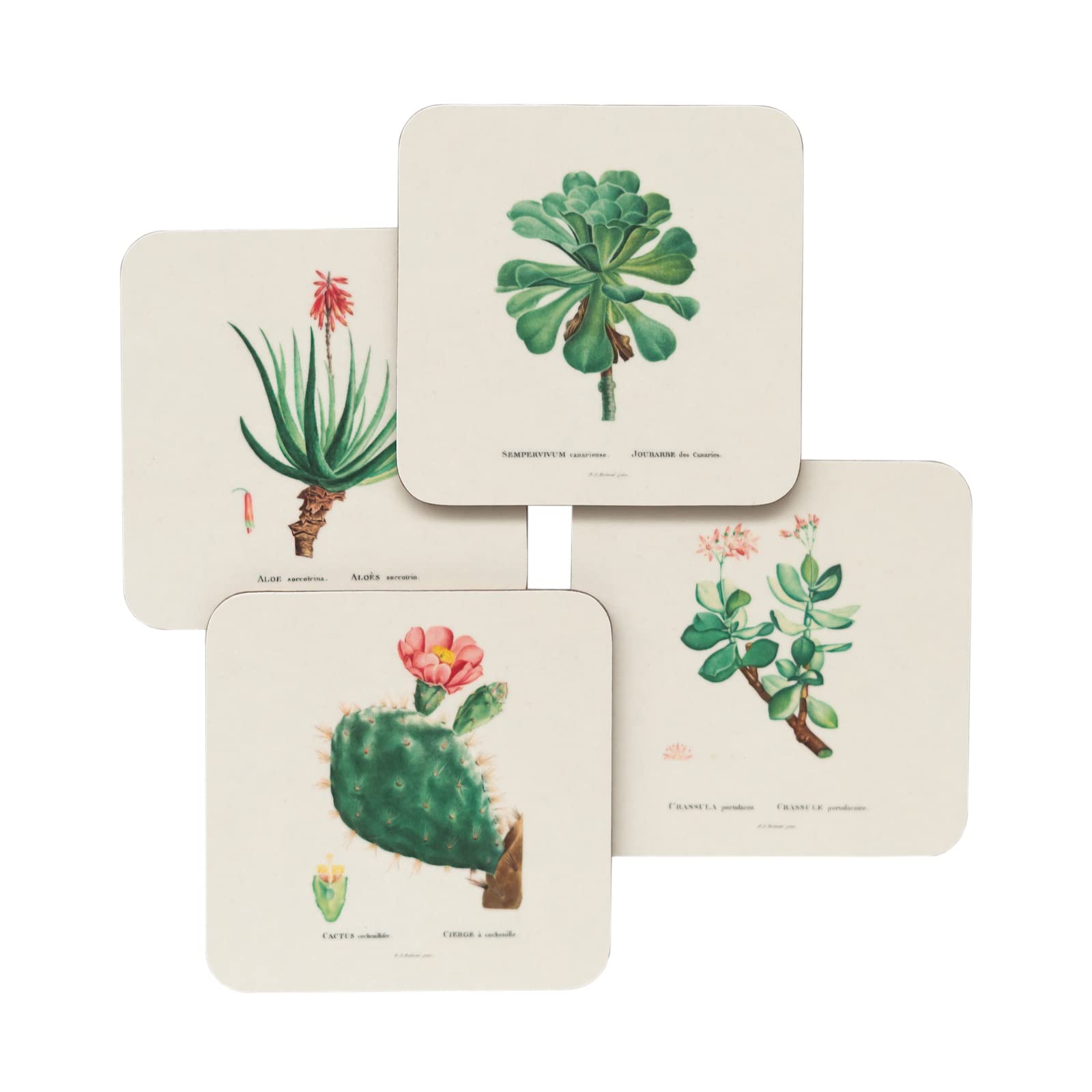 Grupo Erik Botanical Cacti Coasters Set Of 4-4 x 4 inches / 10 x 10 cm, Cork Coasters, Drinks Coasters, Beermat - Image 2
