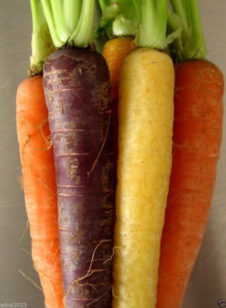 Carrot Seeds - 'Rainbow Mix' (100 SEEDS) Heirloom Vegetable- non-GMO seed