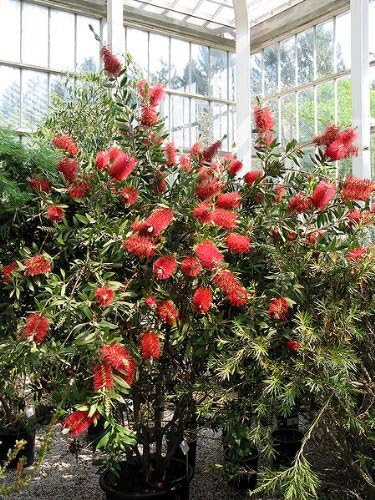 Mature crimson bottlebrush plant in full bloom