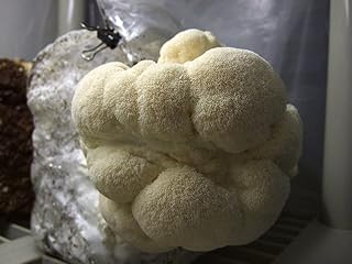 15 g Fresh Hericium erinaceus Mycelium Buy Lions Mane Mushroom Spawn Spores Seeds