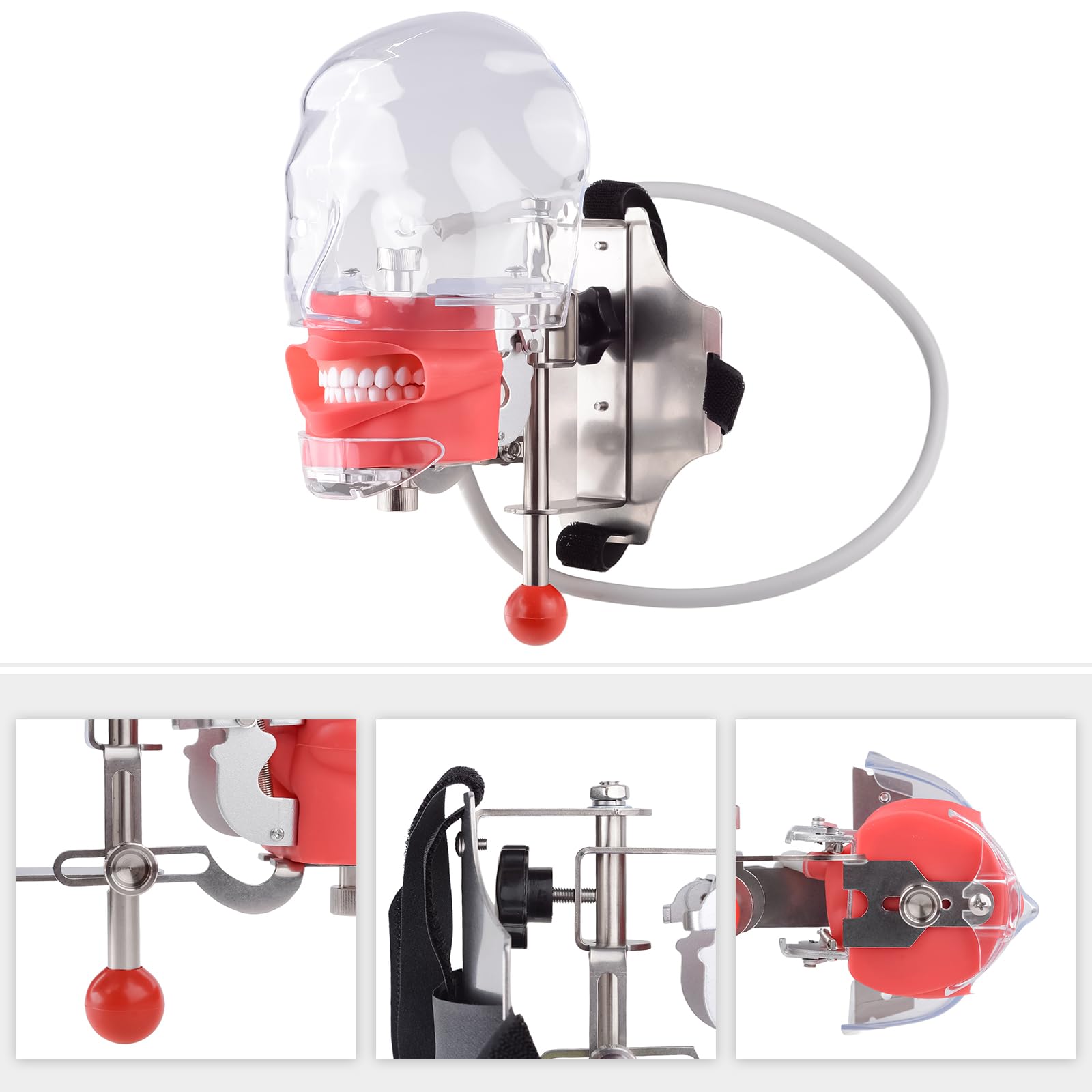 Cabeza de maniquí de simulador dental con 28 dientes extraíbles, modelo de cabeza fantasma para entrenamiento clínico, práctica de Typodont y laboratorios de simulación