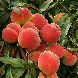 3 Years Old Peach Tree Live Plant Grafted, Large Peaches Tree Plant, 3 to 4 Ft Tall in 3 Gallon Pot, Ready to Bear Fruit