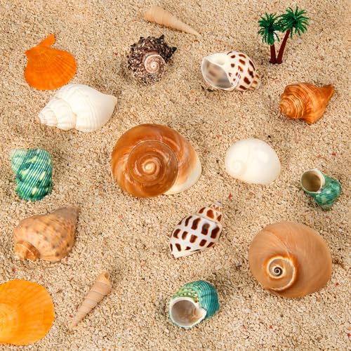 image for WeDoSoy 12PCS Hermit Crab Shells | Natural Sea Conch Size 1.6