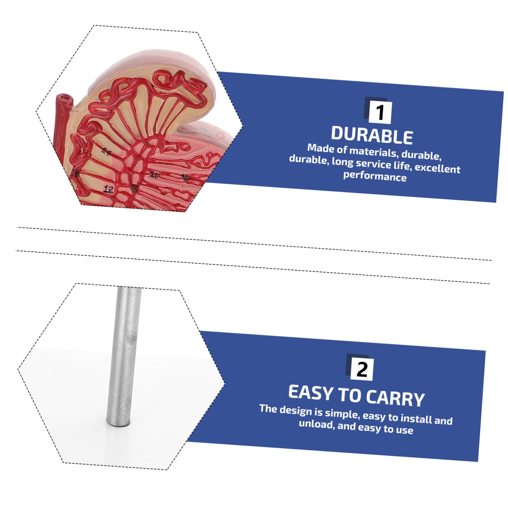 MAGICLULU Modello Anatomico Organi Umani Supporto Per Dissezione e Istruzione Scolastica Design Realistico in Pvc Adatto Per Insegnamento e Esposizione