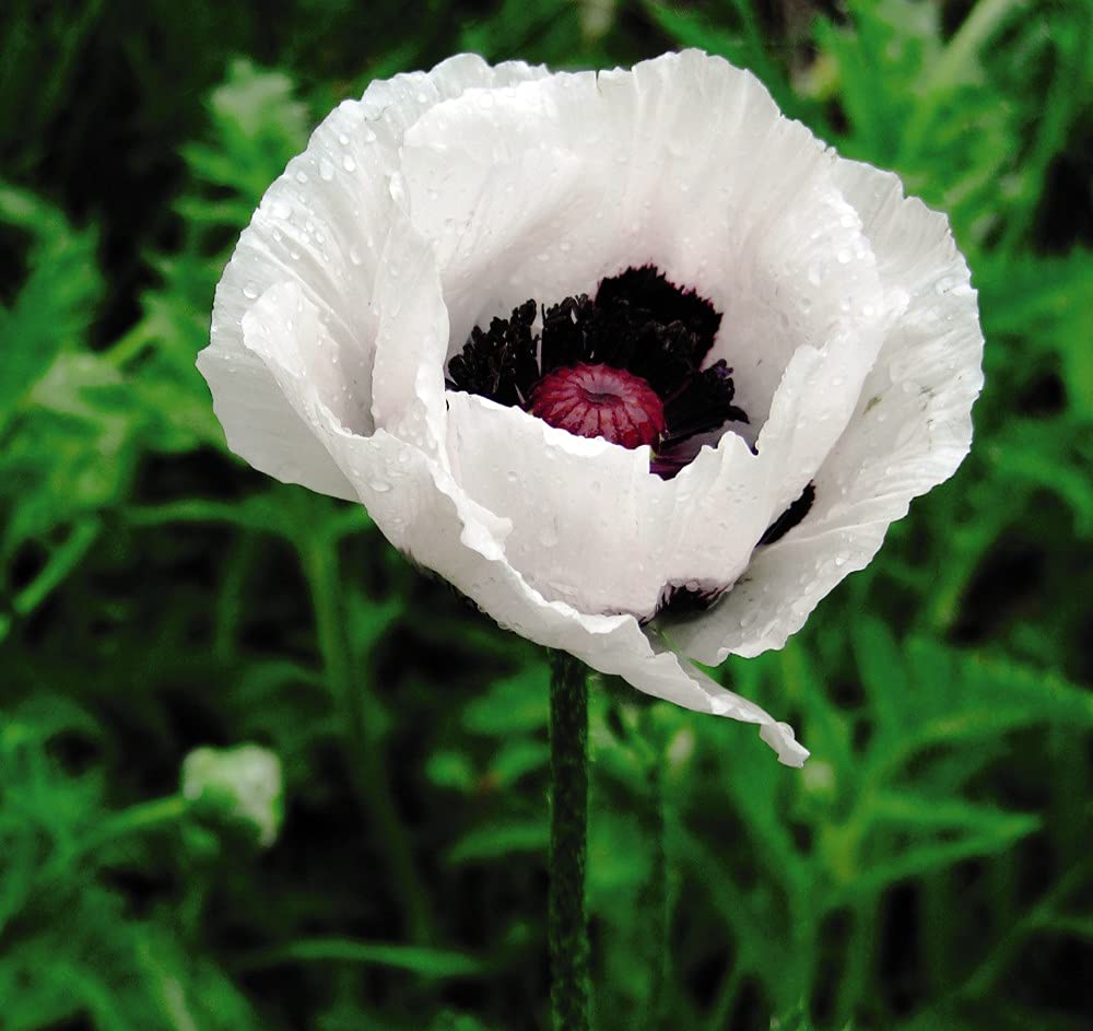 Papaver Poppy Orientale Royal Wedding Garden Plant Hardy Perennial Flowering Garden Plants Easy to Grow Your Own 1x 8cm Potted Plant by Thompson and Morgan