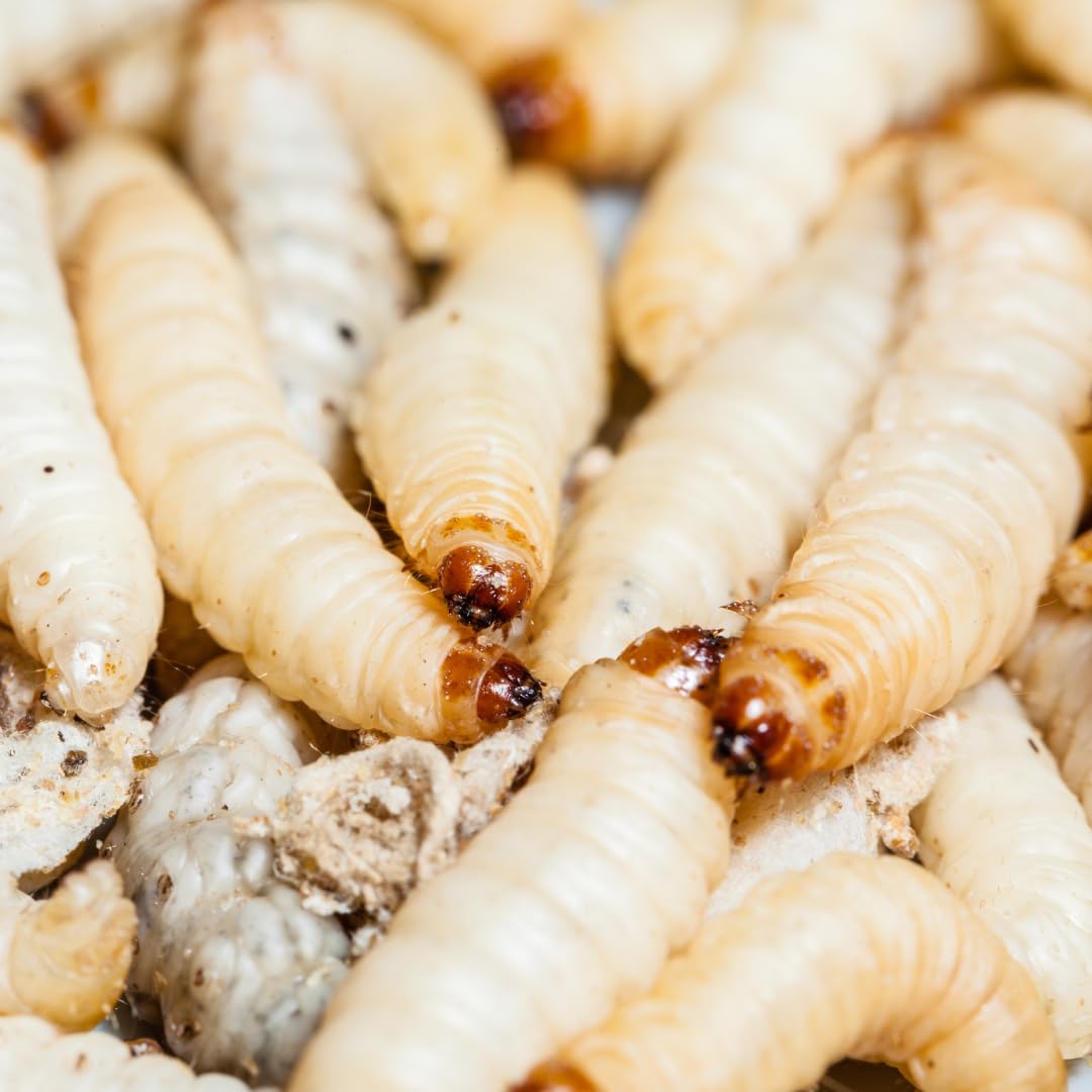 1 Dose ca. 40 STK. Hochwertige Bienenmaden, Wachsmade, Forellenköder, Angelköder Lebend & frisch