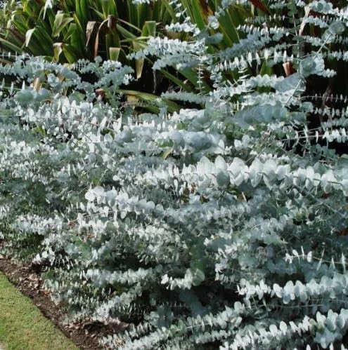 Amazon.com : 40+ Eucalyptus pulverulenta, Silver Dollar, Florist