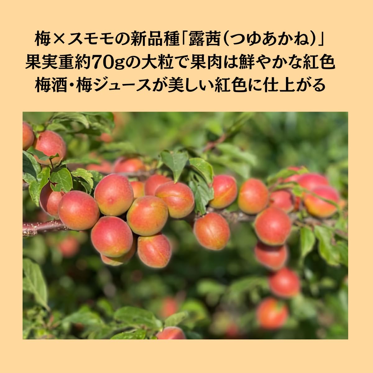 Amazon.co.jp: 【販売中】 産地直送 露茜 つゆあかね A級B級 混合 梅と