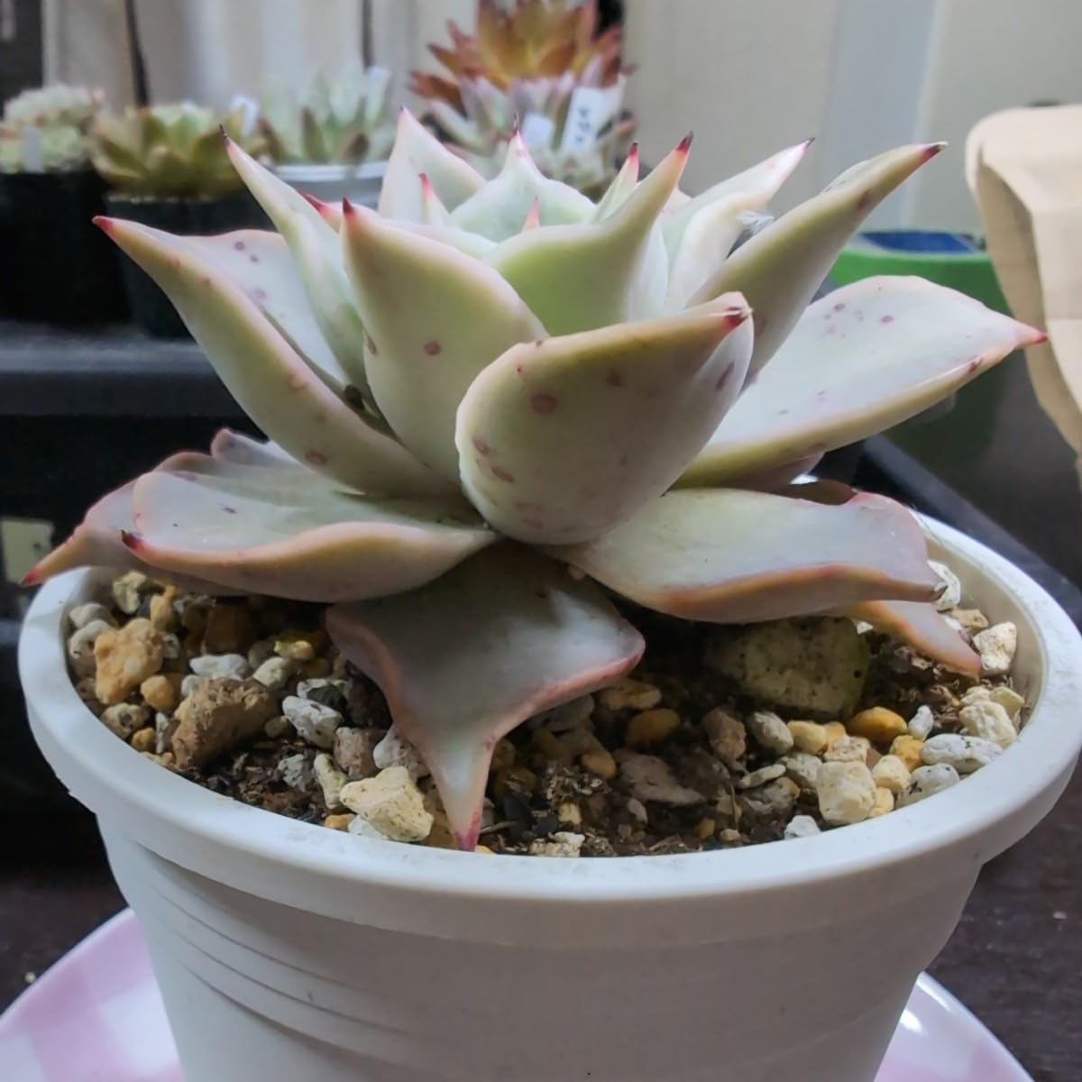 Amazon.co.jp: 多肉植物 エケベリア マティバ 大きめ苗 ヤ即6 473