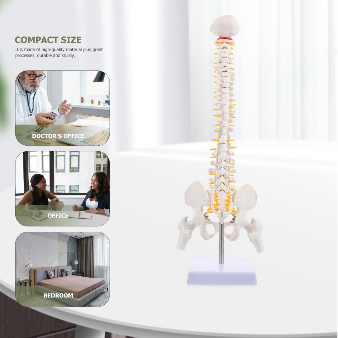 1pezzi Modello Anatomico Della Colonna Vertebrale Dettagli Realistici Per Educazione Medica e Insegnamento Anatomico