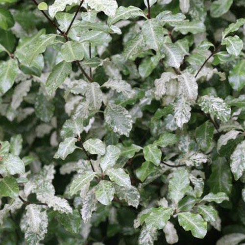 Pittosporum tenuifolium 'Irene Patterson' 15cm Pot Size