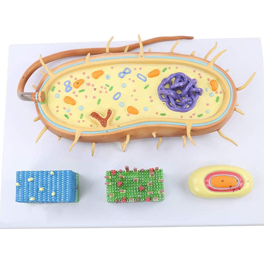 Anatomy Models, Nuclear Anatomy Model of Bacterial Cells Anatomical of Chromosome Bioflagellates for Medical Teaching Aid Tool