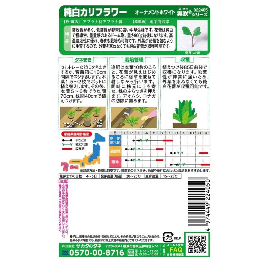 カリフラワーさま専用 カリフラワー】純白カリフラワー オーナメントホワイト〔サカタ