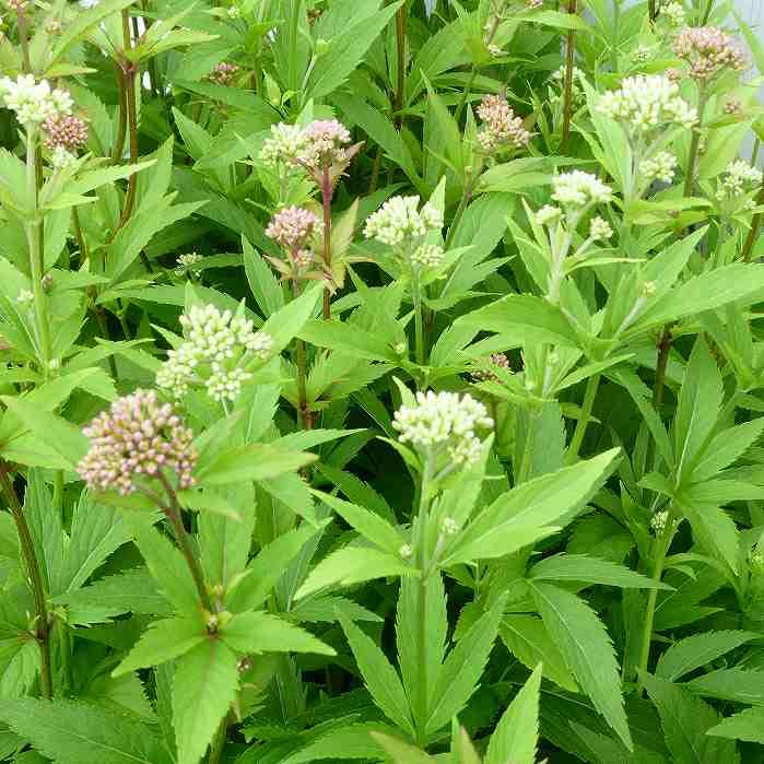 Amazon | フジバカマ 苗 赤白寄せ植え 藤袴 3号 山野草 宿根草