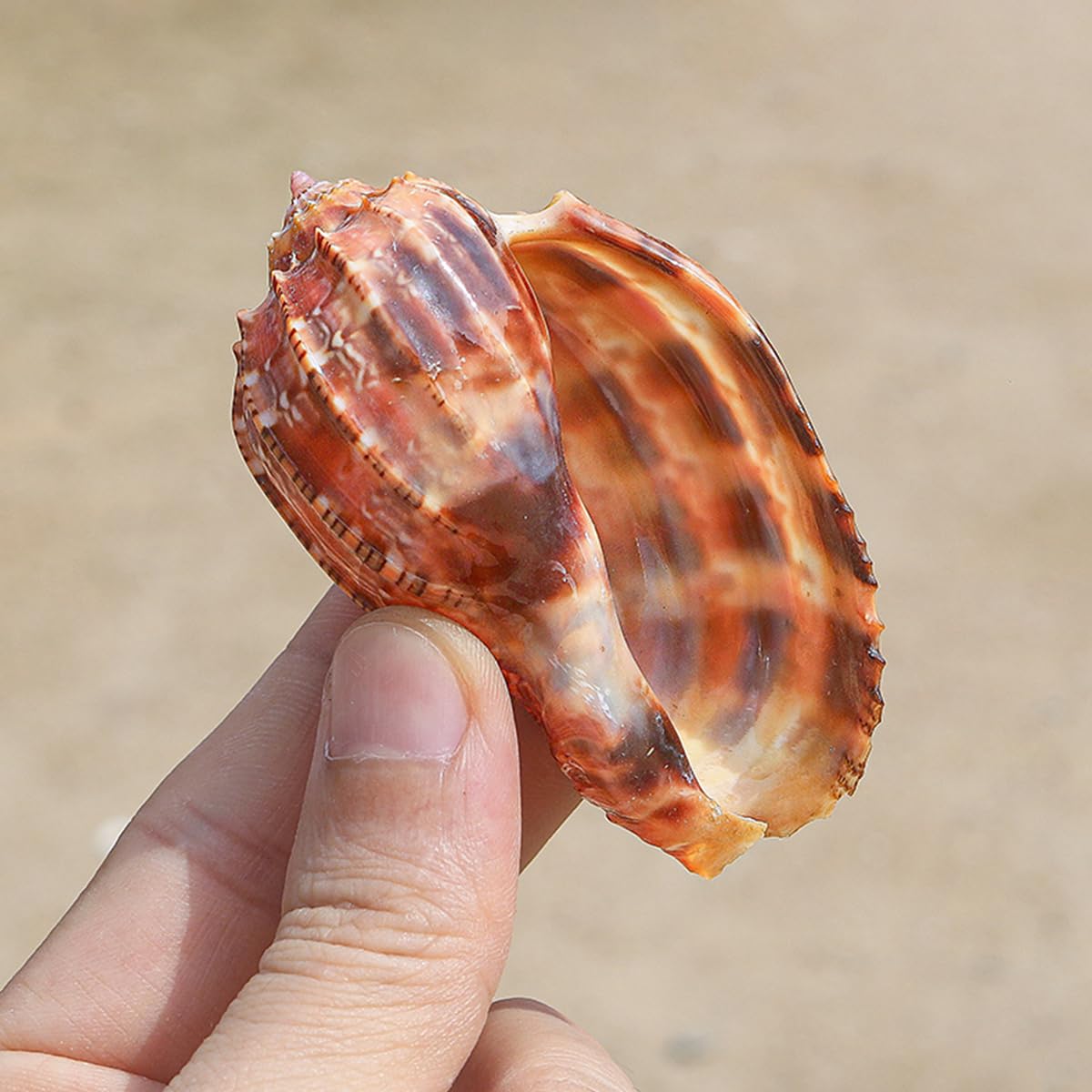 Amazon.co.jp: 1Pc 6.5-7 センチメートル大ナチュラルレア本物の貝殻