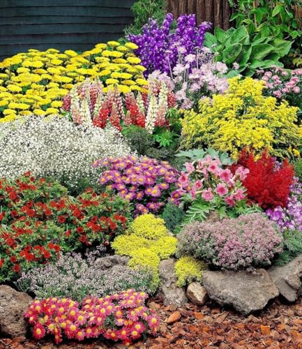 BALDUR Garten 12er Set Großer Staudengarten, Pflanzen im 7x7 cm-Topf, begeistert jedes Jahr mit seiner Blütenfülle, buntes Staudenbeet, winterhart, bienenfreundlich, für Beete & Naturgärten