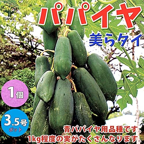Amazon Co Jp パパイヤ 美らタイ チュラタイ 10 5cmポット苗 品種で選べる野菜苗 3 5号ポット 1個売り 学名 Carica Papaya パパイヤ科パパイヤ属 常緑小高木 1本で結実します 美らタイ チュラタイ は野菜として果実を利用する 青パパイヤ用 の最新品種です