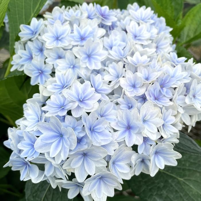 Amazon.co.jp: アジサイ 星雲 9cm～10.5cmポット セイウン 加茂 KAMO