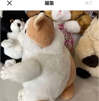 Amazon.co.jp: でぶねこ こてつ こすず こばん こはく 4匹 猫