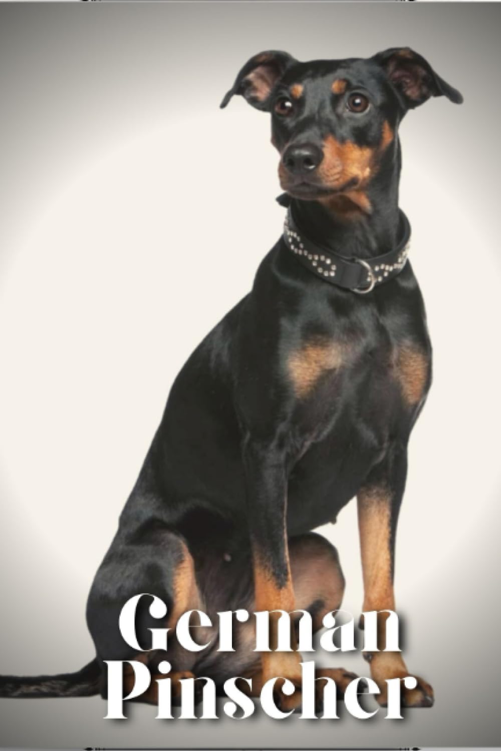 German Pinscher 特別版 German Pinscher: Dog breed overview and guide | Amazon.com.br