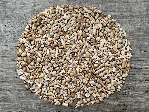 White Bamboo Coral Chips – Natural Mini White Bamboo Coral Stones, Crushed Undrilled White Bamboo Coral, Semi-Tumbled Genuine White Bamboo Coral (1/2 lb)