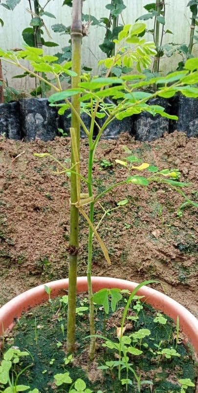 See full amazon price history chart for SEEDTREES Hybrid drumstick tree Plant/Moringa Tree Plant Height 1-2 Ft (PAck of 1) SEEDTREES Hybrid drumstick tree Plant/Moringa Tree Plant Height 1-2 Ft (PAck of 1) (B0D911PKW8) Amazon Price History, Amazon Price Tracker