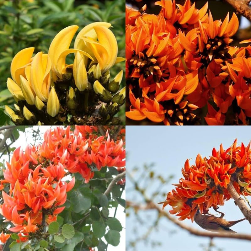 Tesu ke plant, Live Dhak Kesudo Dhak ka pedia Palasamu Palash