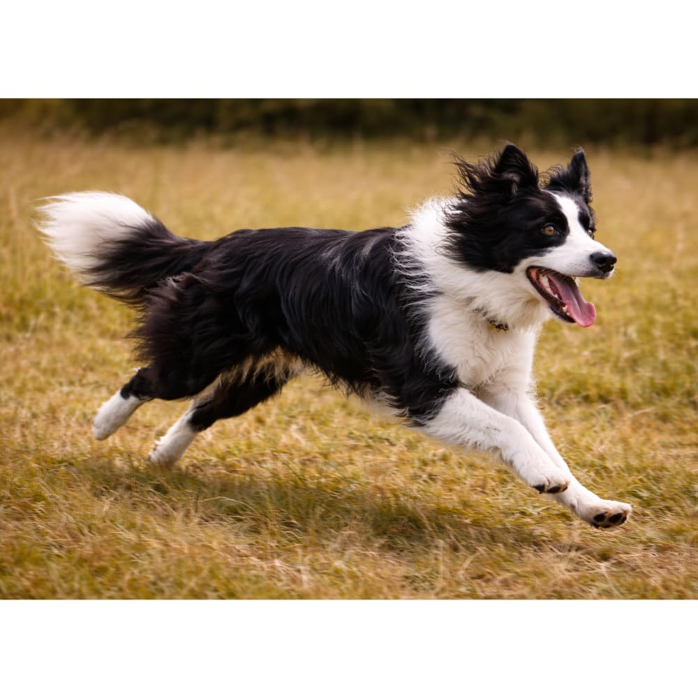 CALIBRA Dog Life Lata Sensitive Conejo 6X 400GR