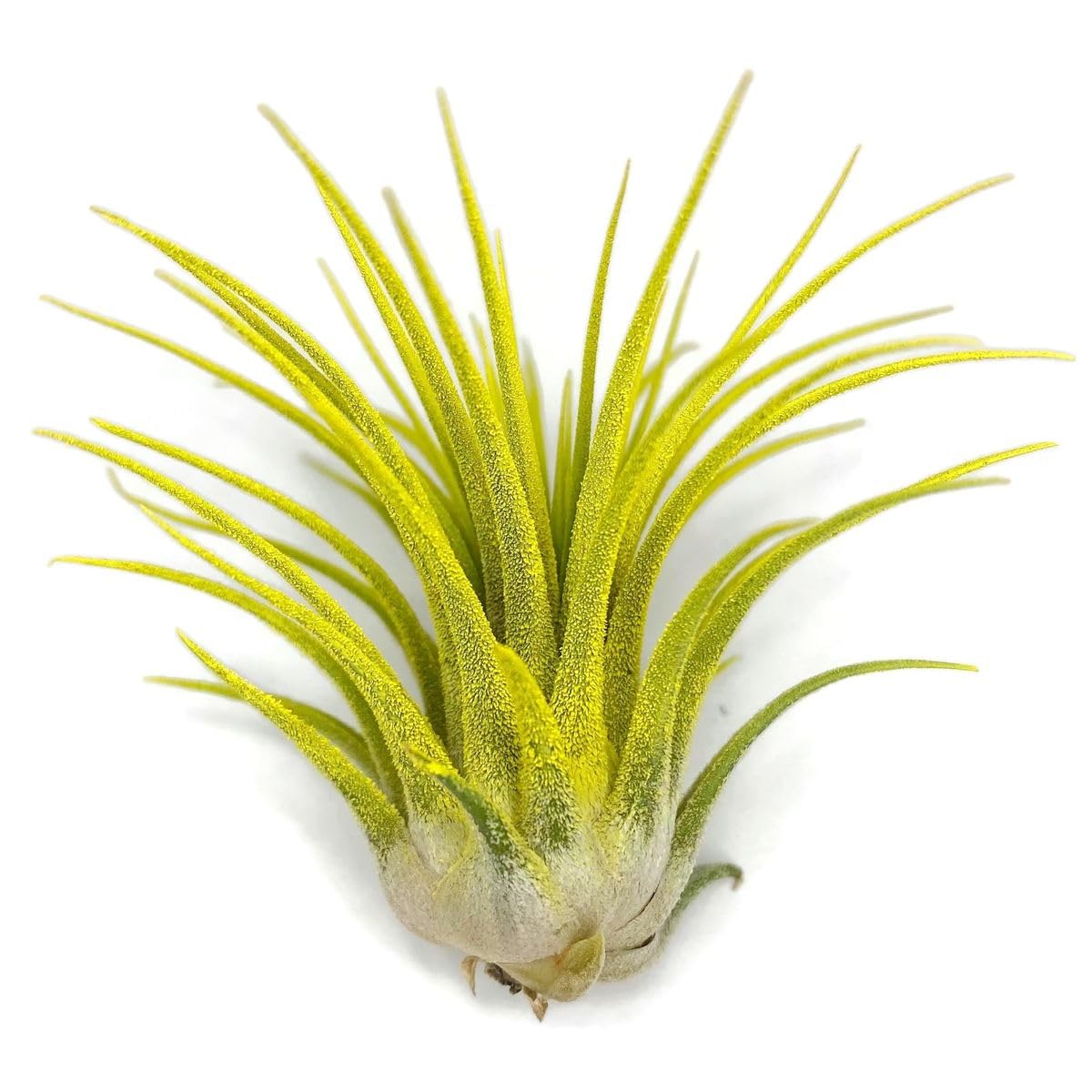 Exotic Live Houseplant Yellow Tillandsia Ionantha Air plant for Home Gardening No Soil Balcony & Indoor & Outdoor Gardening | Low Maintenance Tillandsia 1 live plant-image-33