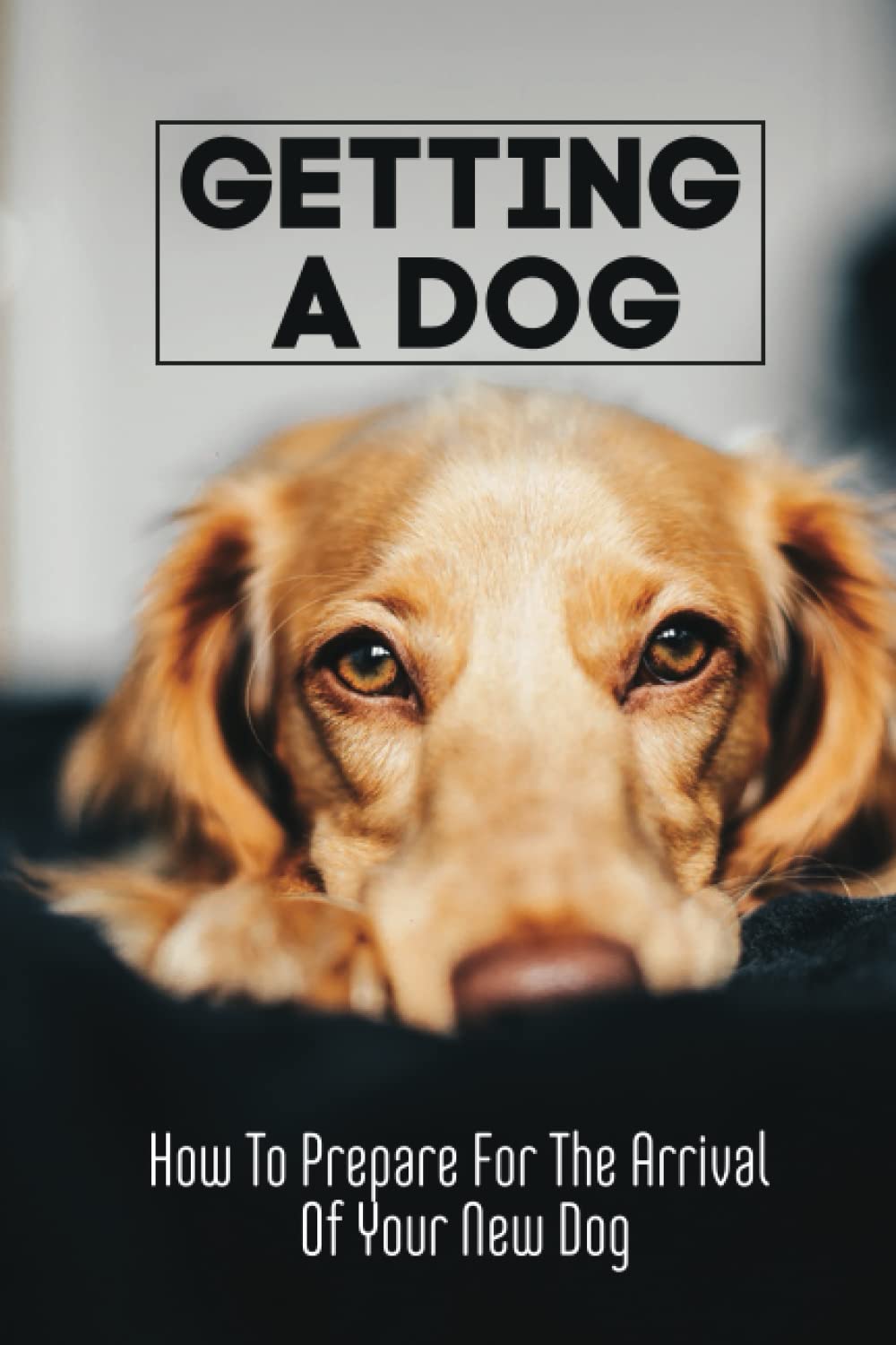 Getting A Dog: How To Prepare For The Arrival Of Your New Dog