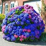 25pcs Blue Pink Purple Hydrangea - Beautiful and Hardy Perennial Flowers