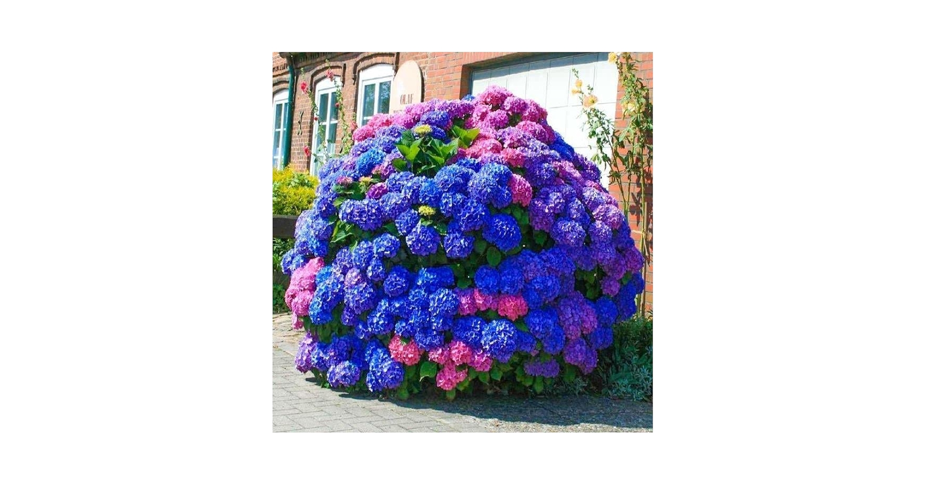 Hydrangea4936　0705 Amazon.com: grtefhu 4pcs 21