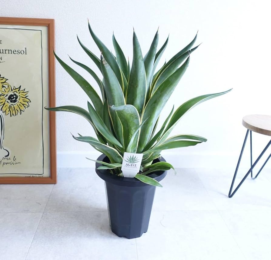 アガベベネズエラ みーこ様 確認 用 現品］7番 アガベ ベネズエラ 錦 斑入り 観葉植物 大型