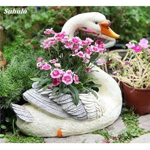 Garofani Rare Seed Bonsai Seed of Bonsai Flower Dianthus Caryophyllus House Flowers For Parties for Parties 50 PC/Package 6: Only Seeds