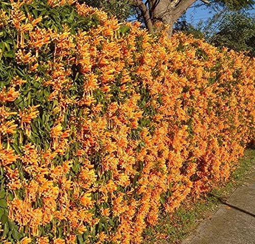 Genric Plants Valley Begonia Venusta Creeper Pyrostegia Venusta Orange Trumpetvine (B097CHZ4DT) Amazon Price History, Amazon Price Tracker