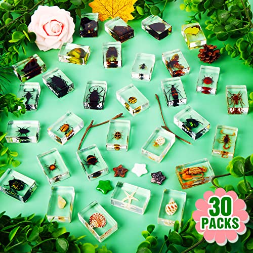 Macarrie MACARRIE-SPECIMEN-09 30 Pcs Insect In Resin Specimen Bugs Collection Paperweights Real Bugs In Resin Various Insect Specimen Bug Preserved In Resin Bugs Collection thumb #1