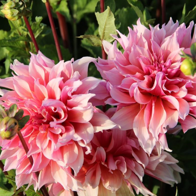Amazon.com : 100+ Dahlia Labyrinth Flower Seeds - Exotic Labyrinth