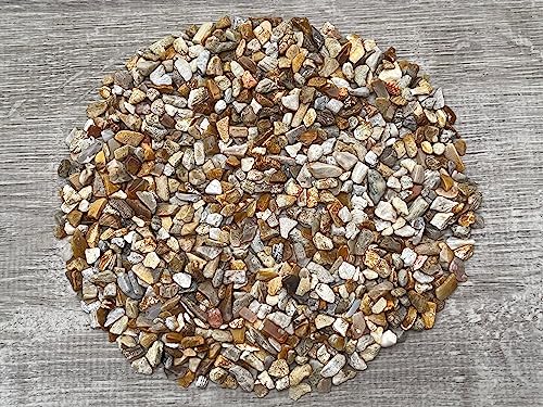 Fossil Coral Chips – Natural Mini Fossil Coral Stones, Crushed Undrilled Fossil Coral, Semi-Tumbled Genuine Fossil Coral (1 lb Bulk)
