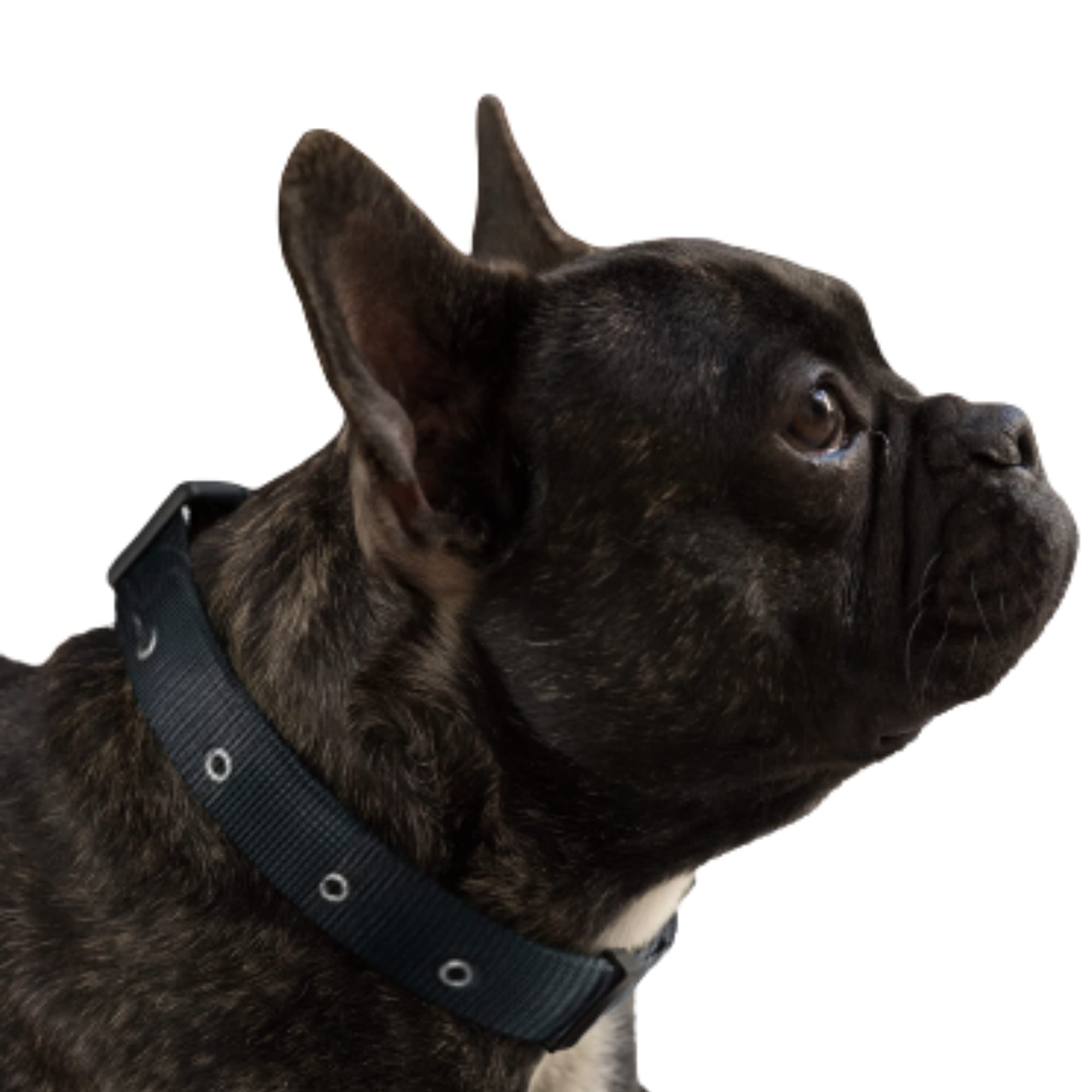 See full amazon price history chart for FATHER OF DOGGOS Premium Adjustable Dog Neck Collar – Comfortable, Durable, and Stylish Pet Collar for Dogs and Colours FATHER OF DOGGOS Premium Adjustable Dog Neck Collar – Comfortable, Durable, and Stylish Pet Collar for Dogs and Colours (B0BS3K6DYQ) Amazon Price History, Amazon Price Tracker
