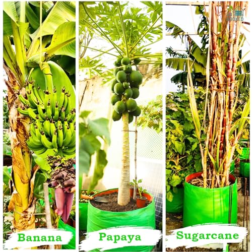 Image of Go Hooked Grow Bags for Gardening Vegetables Herbs & Flowers (Set of 5) Planter Bags for Home Balcony Terrace & Outdoor Farming (12 Inch, 250gsm) Heavy Duty Reusable Gallon Grow Bags (Round)