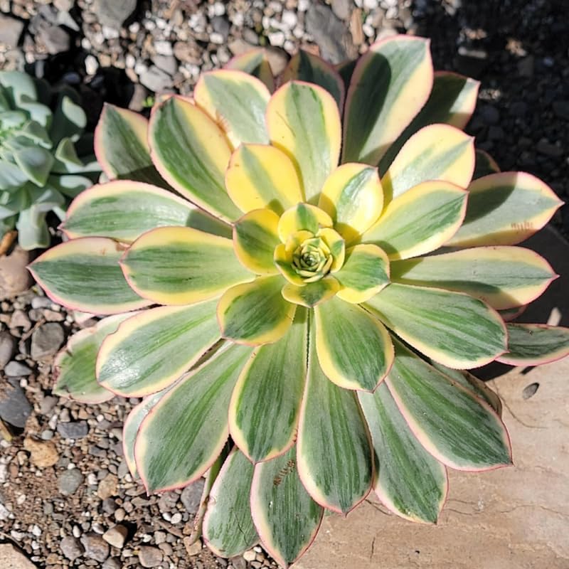 Miniatura 6 de Sun Aeonium - Planta viva suculenta en maceta de 4 pulgadas, planta viva suculenta roseta para cultivo en interiores y exteriores