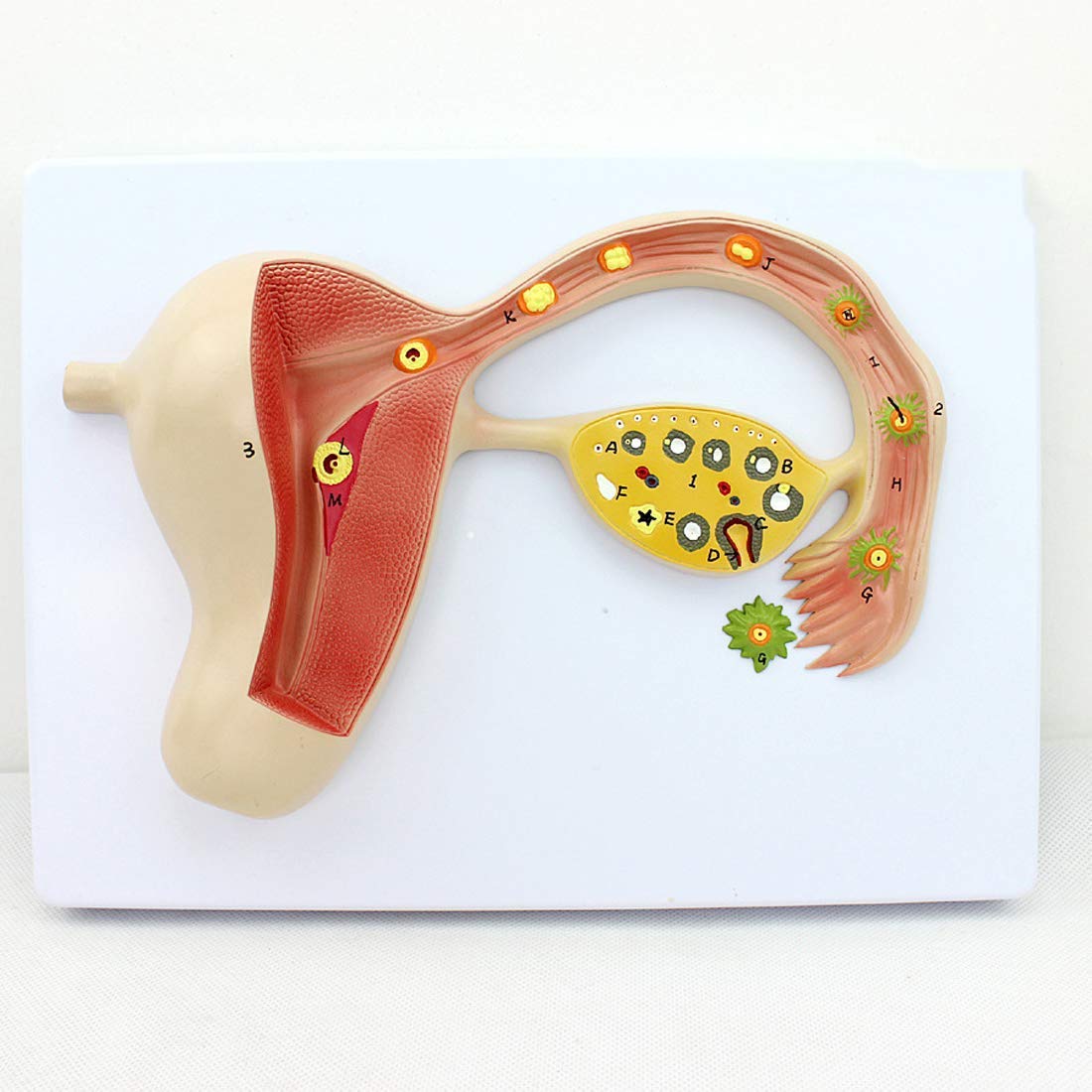 NA Educational Model Female Urinary Organ Female Reproductive Science Classroom Decoration Medical Reproductive System Anatomical Model Fertilized Egg Model,Medical Models