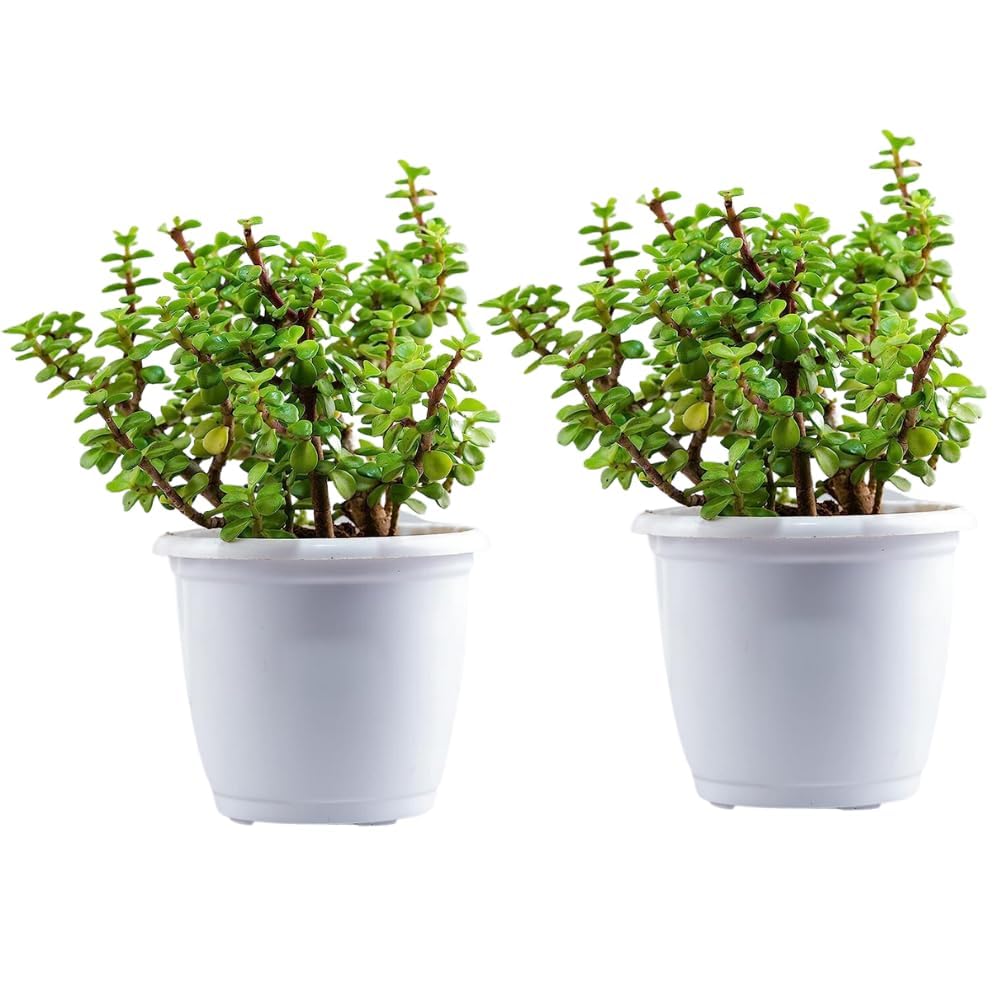 GOOD HOMES INDIA Jade Plant Pack 2 | Jade Plant With Pot | Jade Plant indoor live Plant | Good Luck Jade Plant With Self Watering Pot | indoor Plants For Living Room, Kitchen, Bedroom, & Office Table